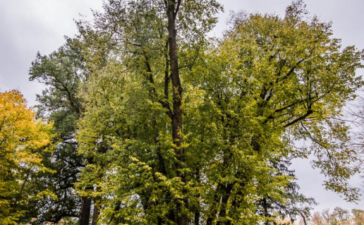 7_15-likakamienė liepa.jpg